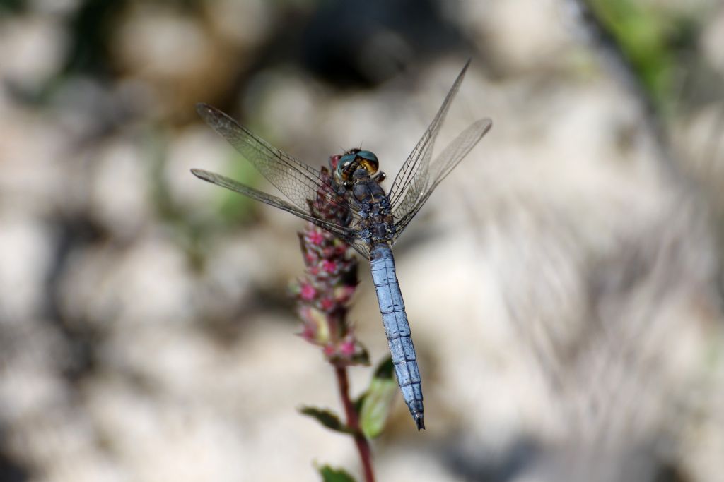 Orthetrum coerulescens?  S !